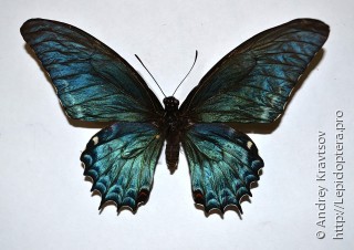 Самка  Papilio androgeus