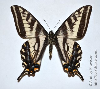 Papilio eurymedon