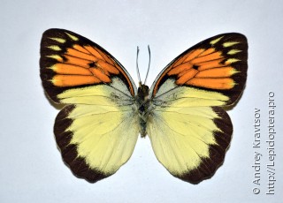 Самец  Ixias venilia