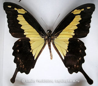 Самец  Papilio phorcas