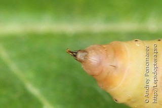 Lythria cruentaria