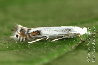 Lyonetiinae
