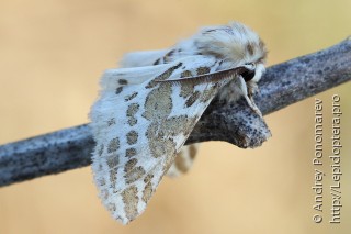 Lacydes spectabilis