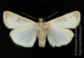Caradrina albina