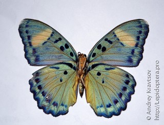 Самка  Euphaedra phaethusa