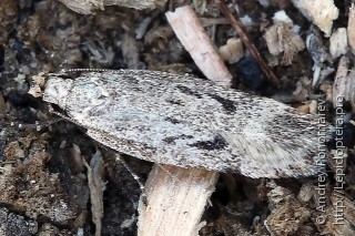 Gelechia rhombelliformis