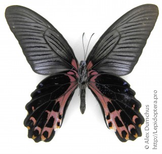 Имаго  Papilio alcmenor