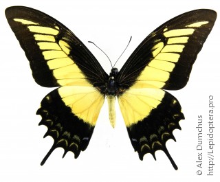 Самец  Papilio androgeus