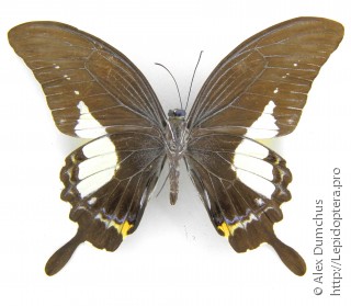Имаго  Papilio antonio