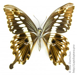 Имаго  Papilio constantinus