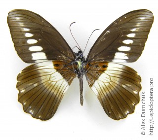 Имаго  Papilio echerioides