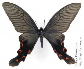 Имаго  Papilio elwesi