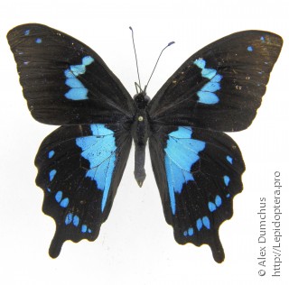 Papilio epiphorbas