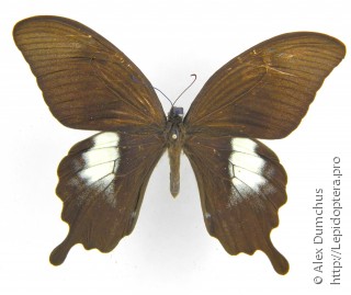 Papilio fuscus