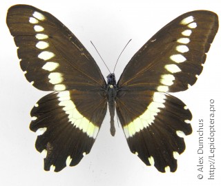 Имаго  Papilio gallienus