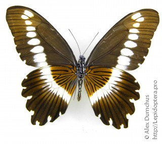 Имаго  Papilio gallienus