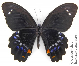 Имаго  Papilio gambrisius