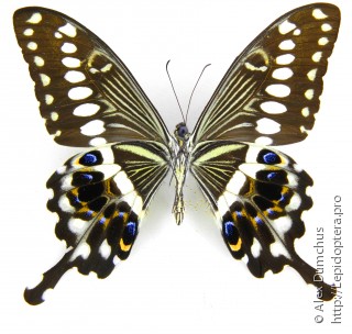 Имаго  Papilio lormieri