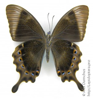 Имаго  Papilio lorquinianus