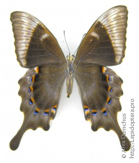 Papilio pericles