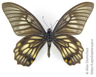 Имаго  Papilio veiovis