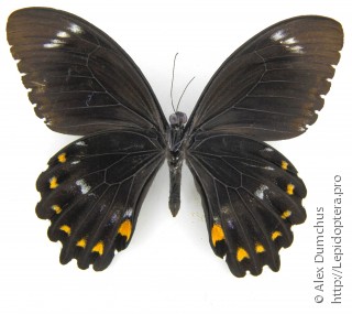 Papilio ptolychus