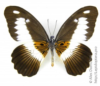 Имаго  Papilio zenobia