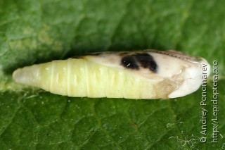 Ypsolopha asperella
