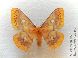 Самка  Rhodinia fugax
