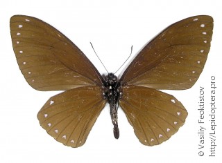 Papilio paradoxa