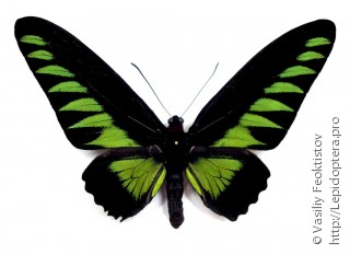 Trogonoptera brookiana albescens
