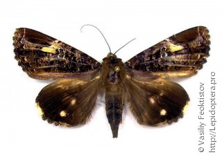 Самка  Ercheia pulchrivenula