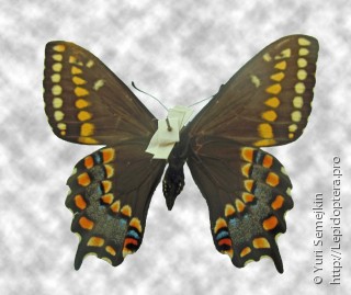 Имаго  Papilio brevicauda