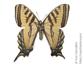 Papilio rutulus