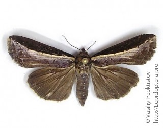 Lophoptera