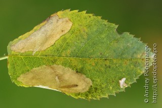 Coptotriche angusticollella