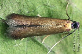 Coptotriche angusticollella
