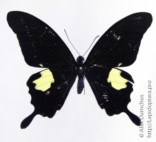 Papilio noblei