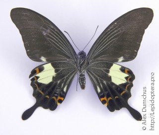 Имаго  Papilio noblei