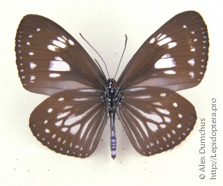 Euploea hewitsonii