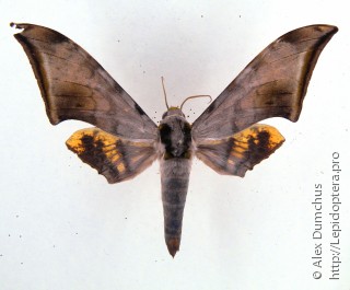Ambulyx jordani