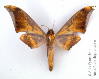 Ambulyx jordani
