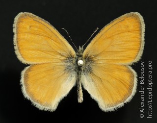 Coenonympha pamphilus