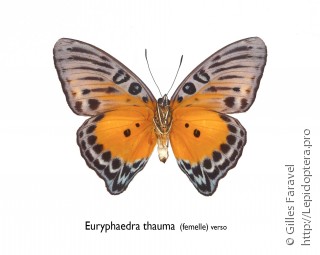 Euryphaedra thauma