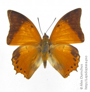 Charaxes affinis