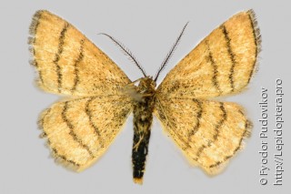 Самец  Cleta filacearia