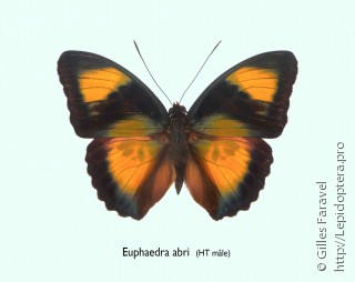 Самец  Euphaedra abri