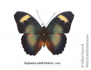 Самец  Euphaedra adolfifrederici