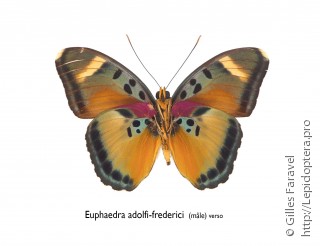 Самец  Euphaedra adolfifrederici