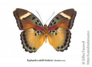 Euphaedra adolfifrederici